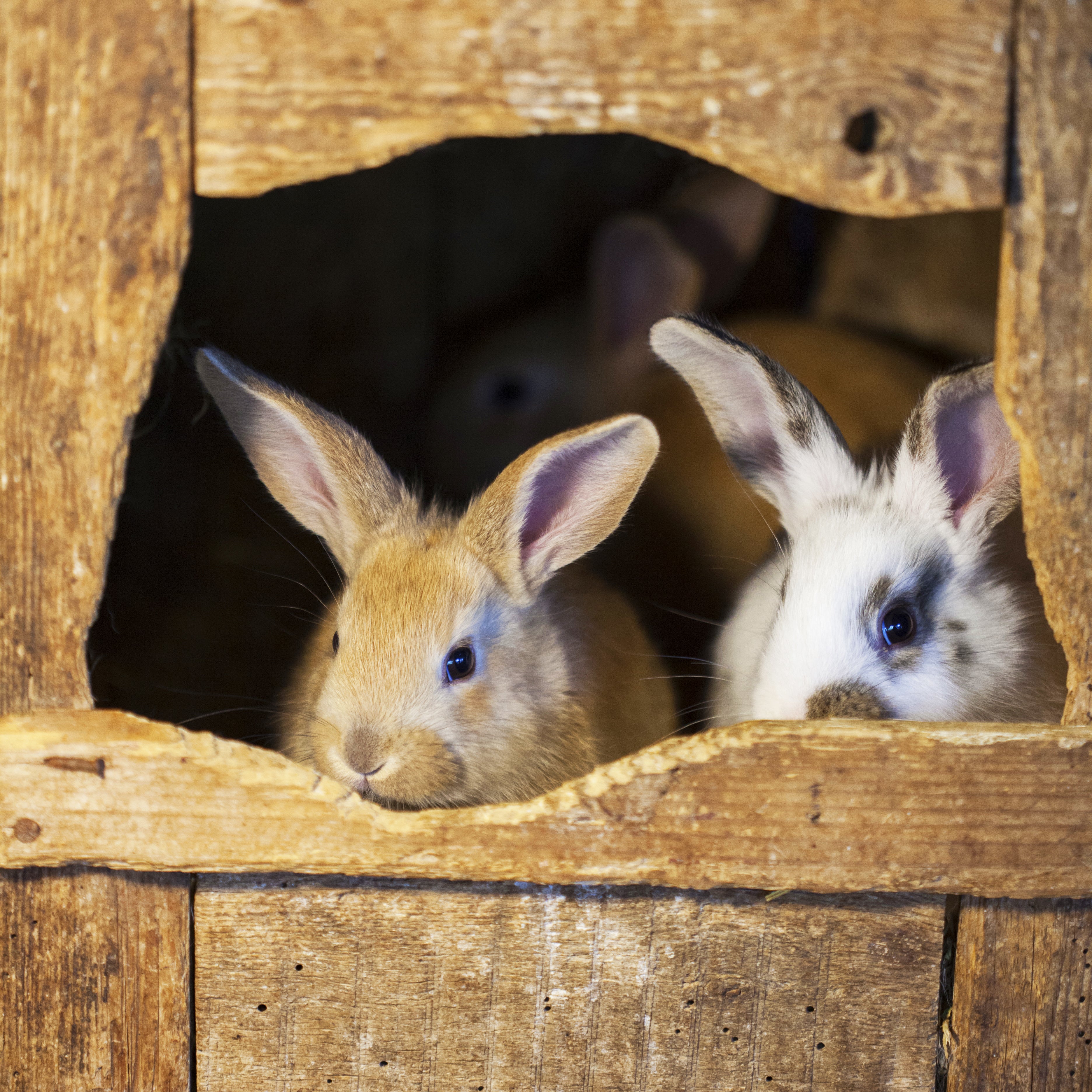 How To Stop A Rabbit Chewing Its Hutch Feel Good UK