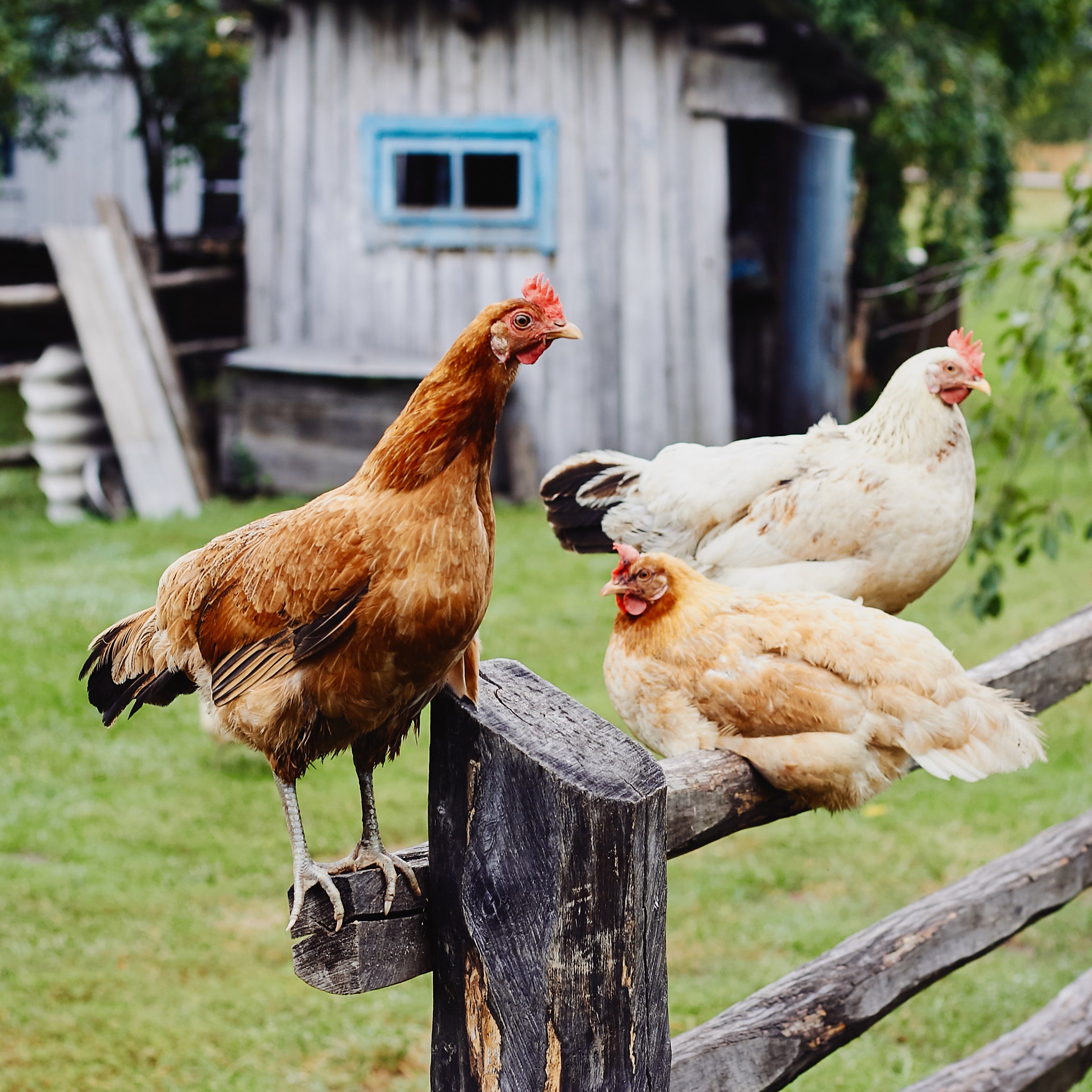 How To Clean A Chicken Coop – Feel Good UK